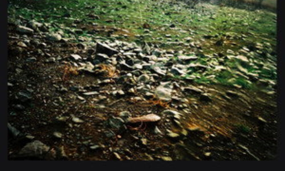 Cordão Verde (2009) — poster oficial