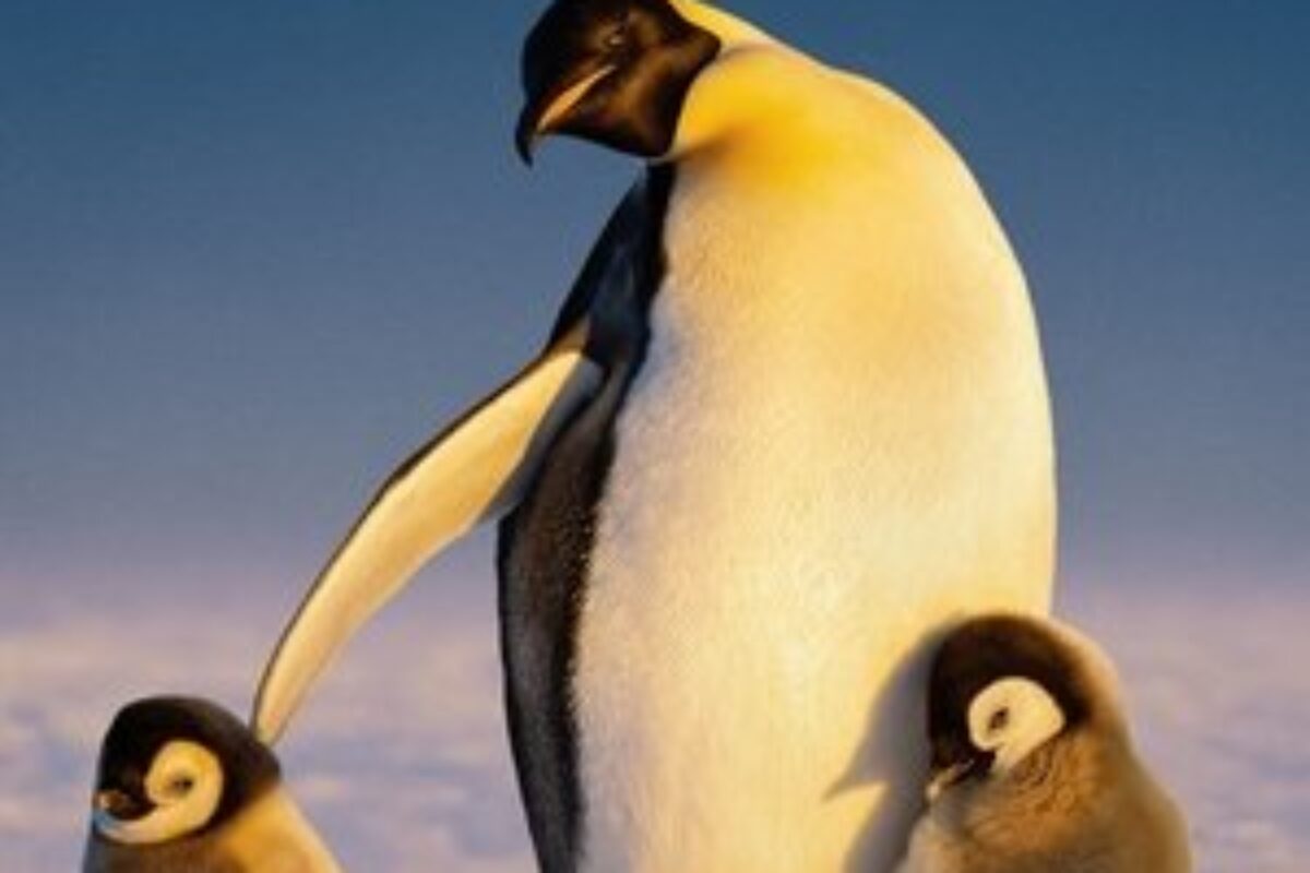 Segredos dos Pinguins (2025) — poster oficial